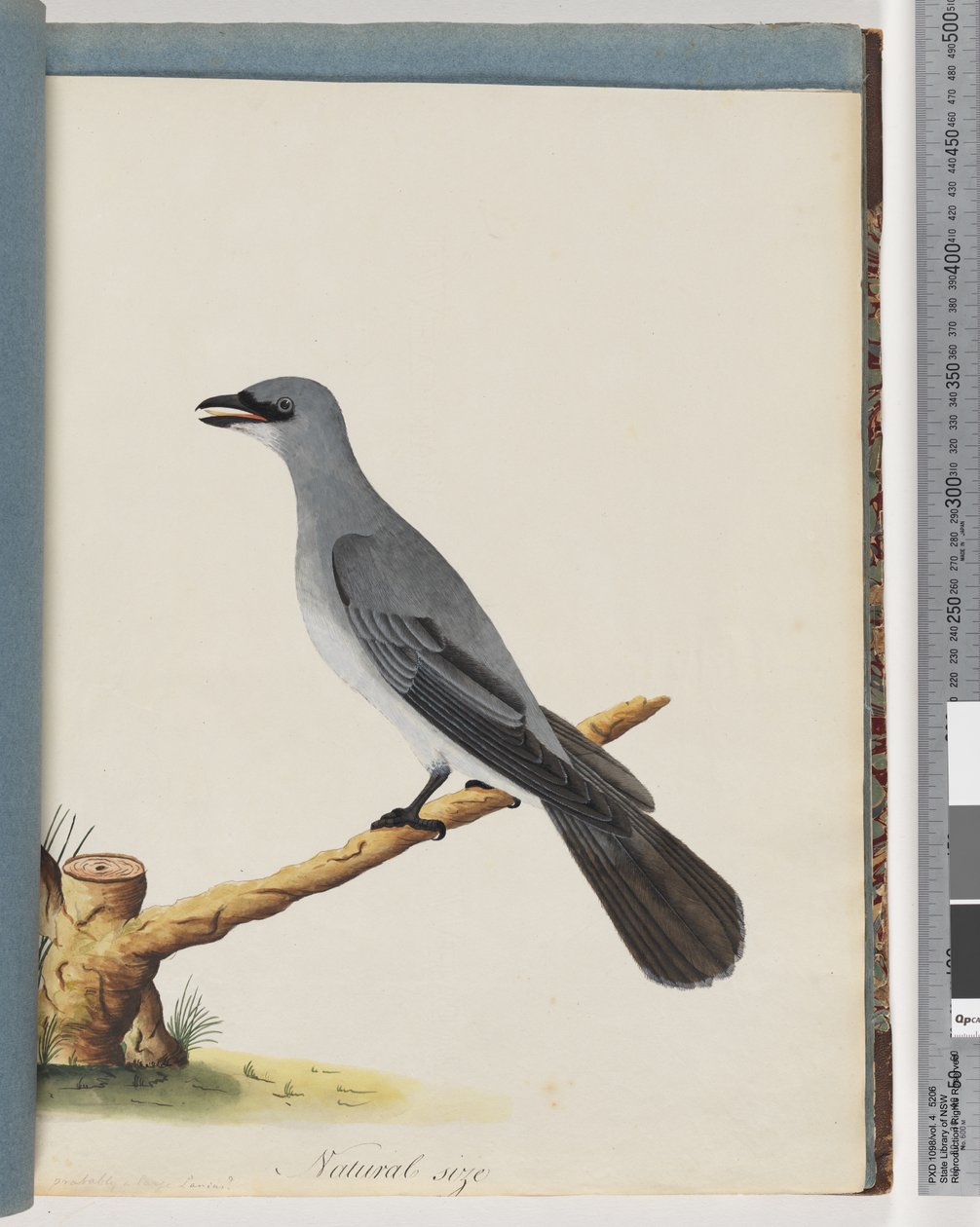 Strana 38. Neznámý pták, pravděpodobně velký lanius od Unknown artist