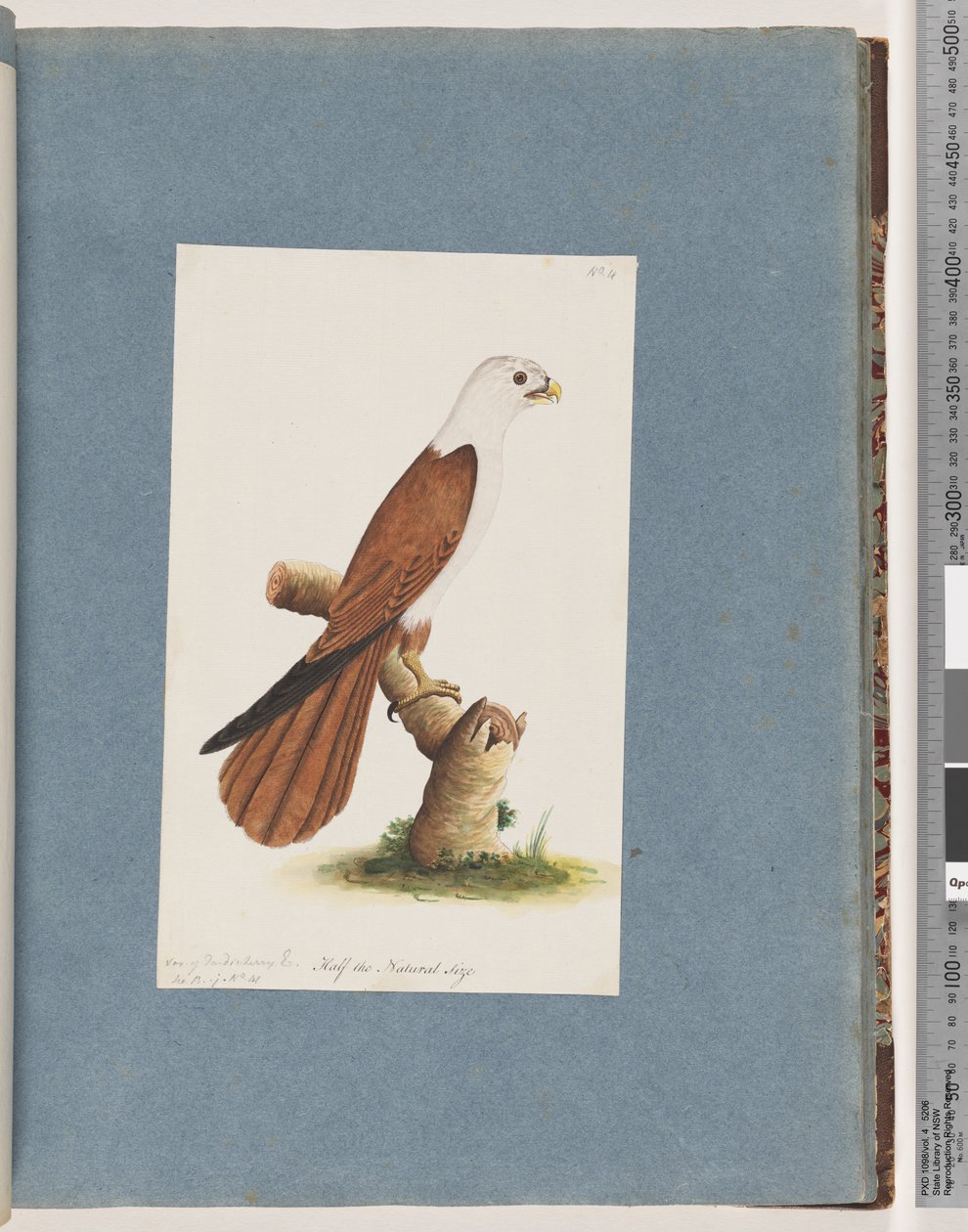 Strana 39. Orel mořský rudohřbetý. Odrůda Pondicherry Eagle od Unknown artist