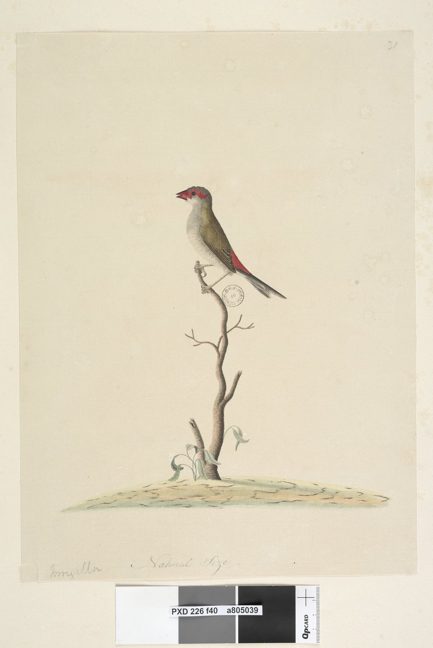 Strana 40. Zákaznický servis. Přirozená velikost červená, pěnkava browed Neochmia brevis Aegintha brevis, 1791-92 od Unknown artist