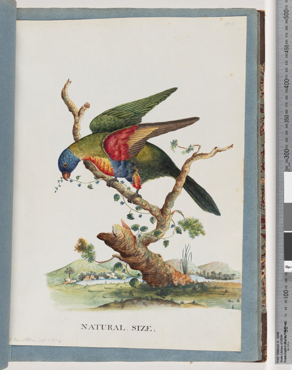 Strana 40. Lorikeet duhový. Ps. Haematodus. Papoušek červenoprsý nebo modrobřichý od Unknown artist