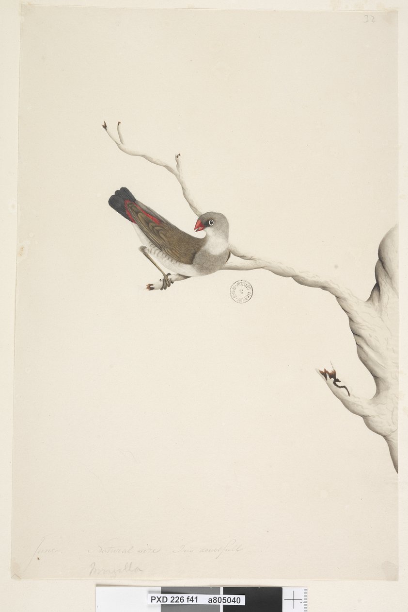 Strana 41. Fringilla. výše uvedený titul v jiné ruce června. Přirozená velikost. Iris pochybný Diamond Firetail Stagonopleura guttata, nezralý, 1791-92 od Unknown artist