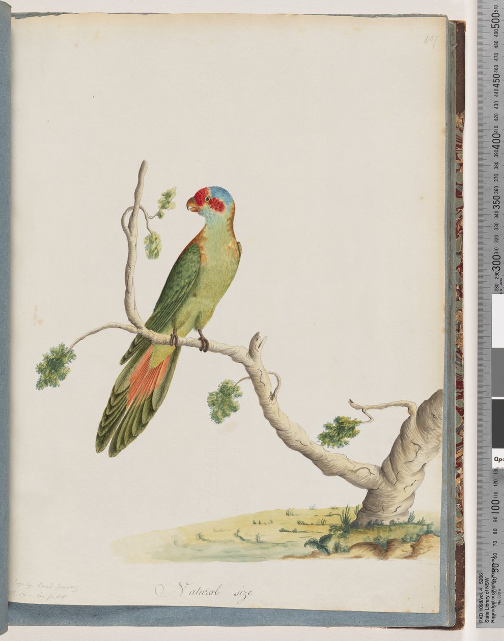 Strana 41. Musk Lorikeet od Unknown artist