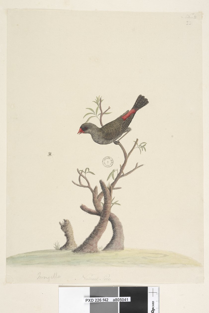 Strana 42. Fringilla. dole uprostřed v jiné ruce Přírodní velikost Diamond Firetail Stagonopleura guttata, 1791-92 od Unknown artist