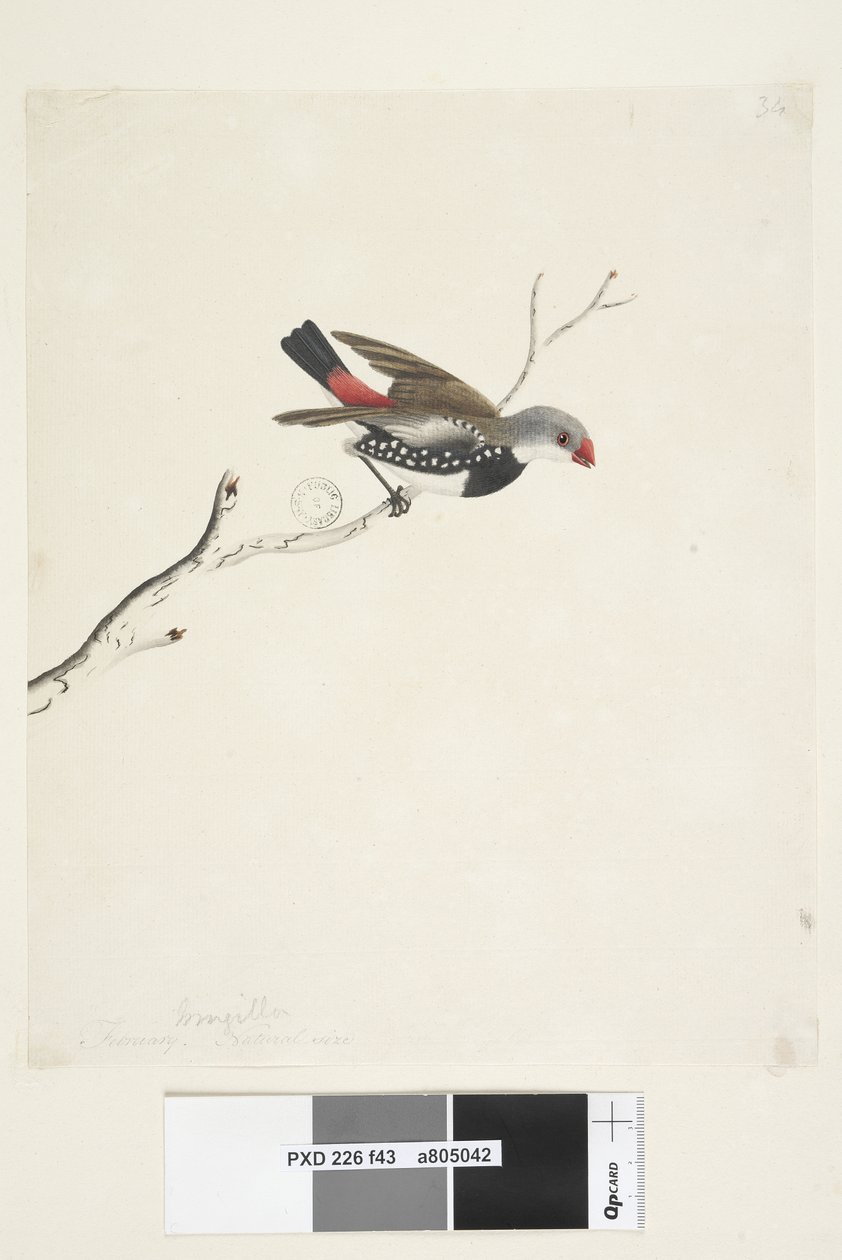 Strana 43. Fringilla. pod názvem v jiné ruce února. Přírodní velikost Diamond Firetail Stagonopleura guttata, 1791-92 od Unknown artist