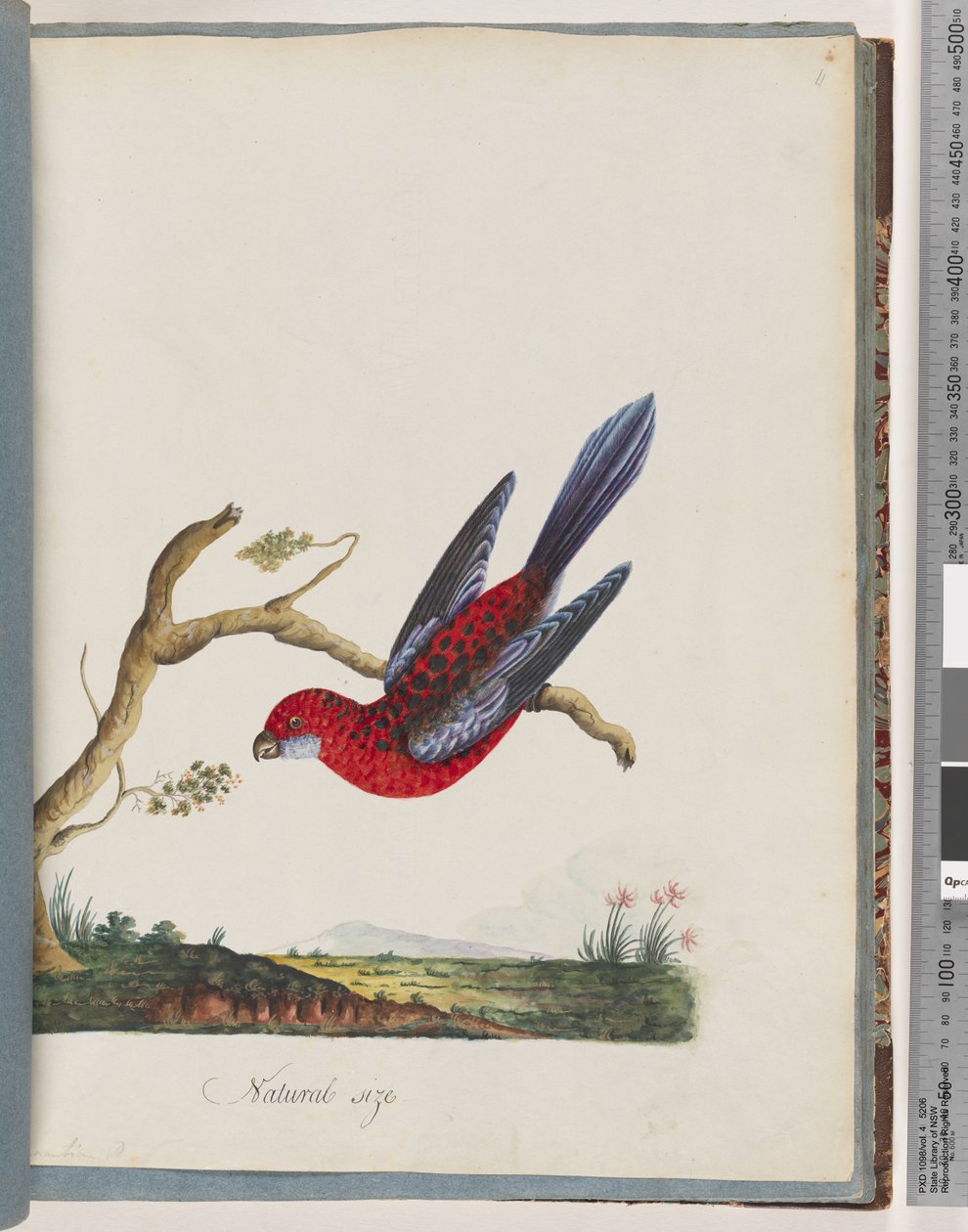 Strana 45. Karmínová Rosella. Papoušek Pennantian od Unknown artist