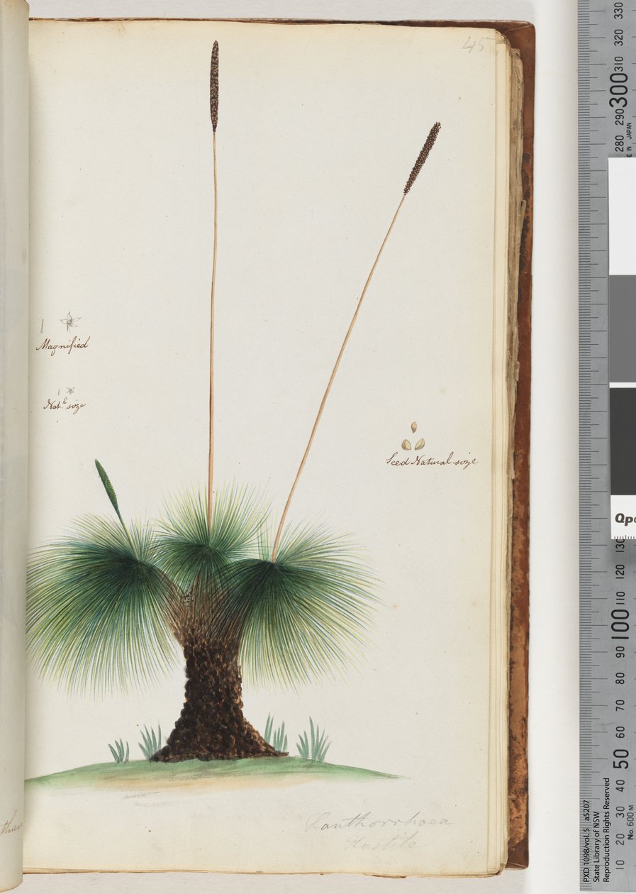 Strana 45. Xanthorrhoea Hastile Grass tree Zvětšeno. Velikost Nat.l. Semena Přirozená velikost od Unknown artist