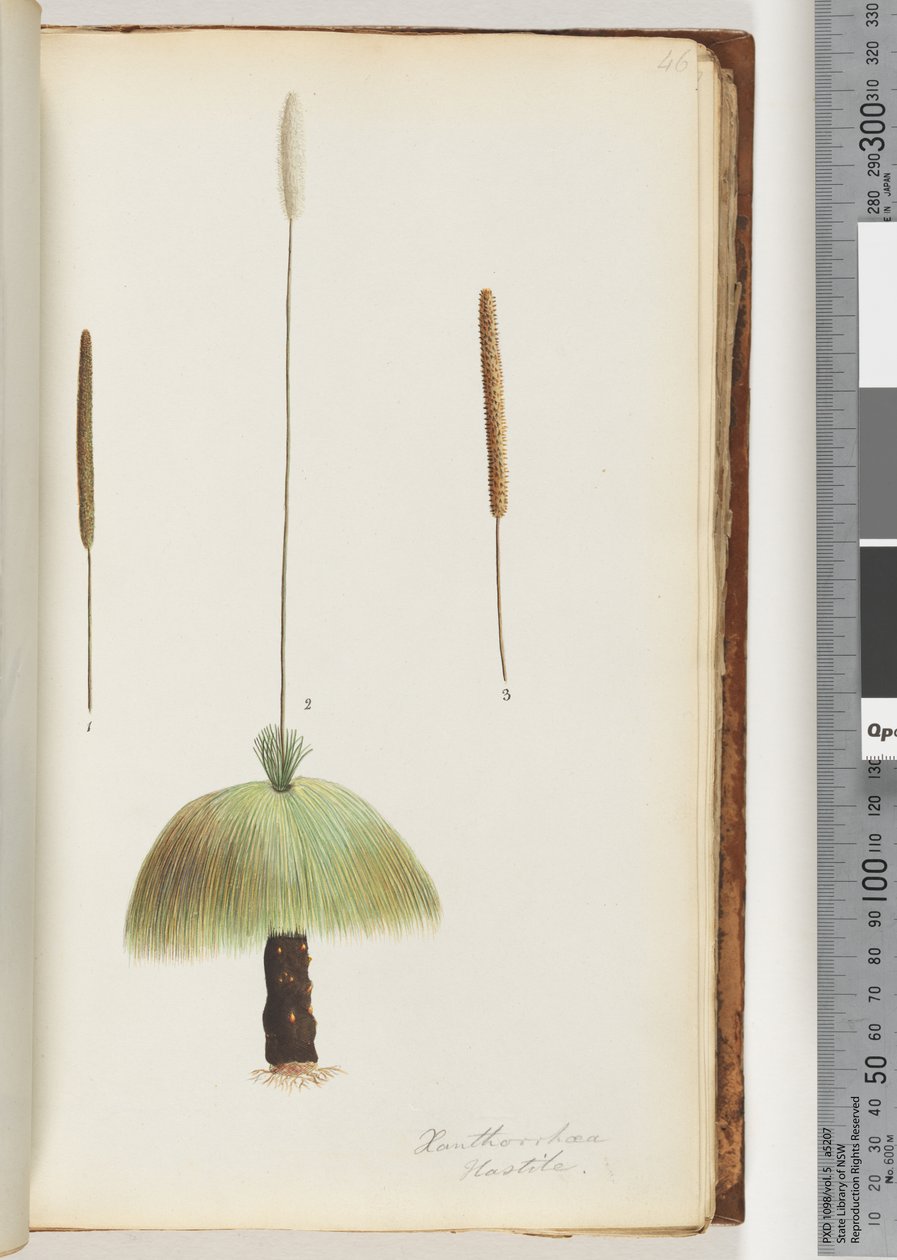 Strana 46. Xanthorrhoea Hastile Grass tree od Unknown artist