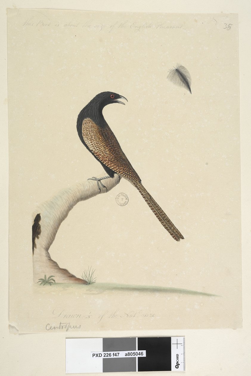 Strana 47. Centropus. dole uprostřed v jiné ruce Tento pták je velký asi jako anglický bažant. Čerpaná 1/3 natl. velikost. Bažant Coucal Centropus phasianinus, 1791-92 od Unknown artist