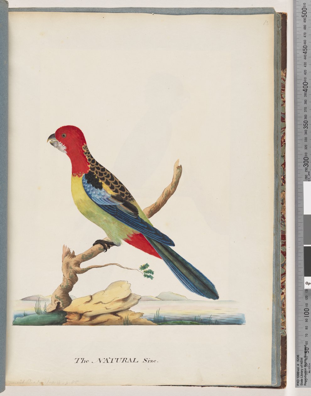 Strana 47. Rosella východní. Ne stejný papoušek od Unknown artist