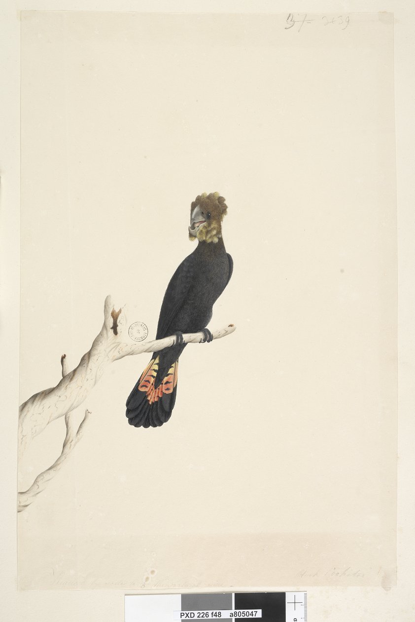 Strana 48. Kakadu černý. vlevo dole v jiné ruce Zmenšeno v měřítku na 1/3 přirozené velikosti. Lesklý černý kakadu Calyptorhynchus lathami, samice, 1791-92 od Unknown artist