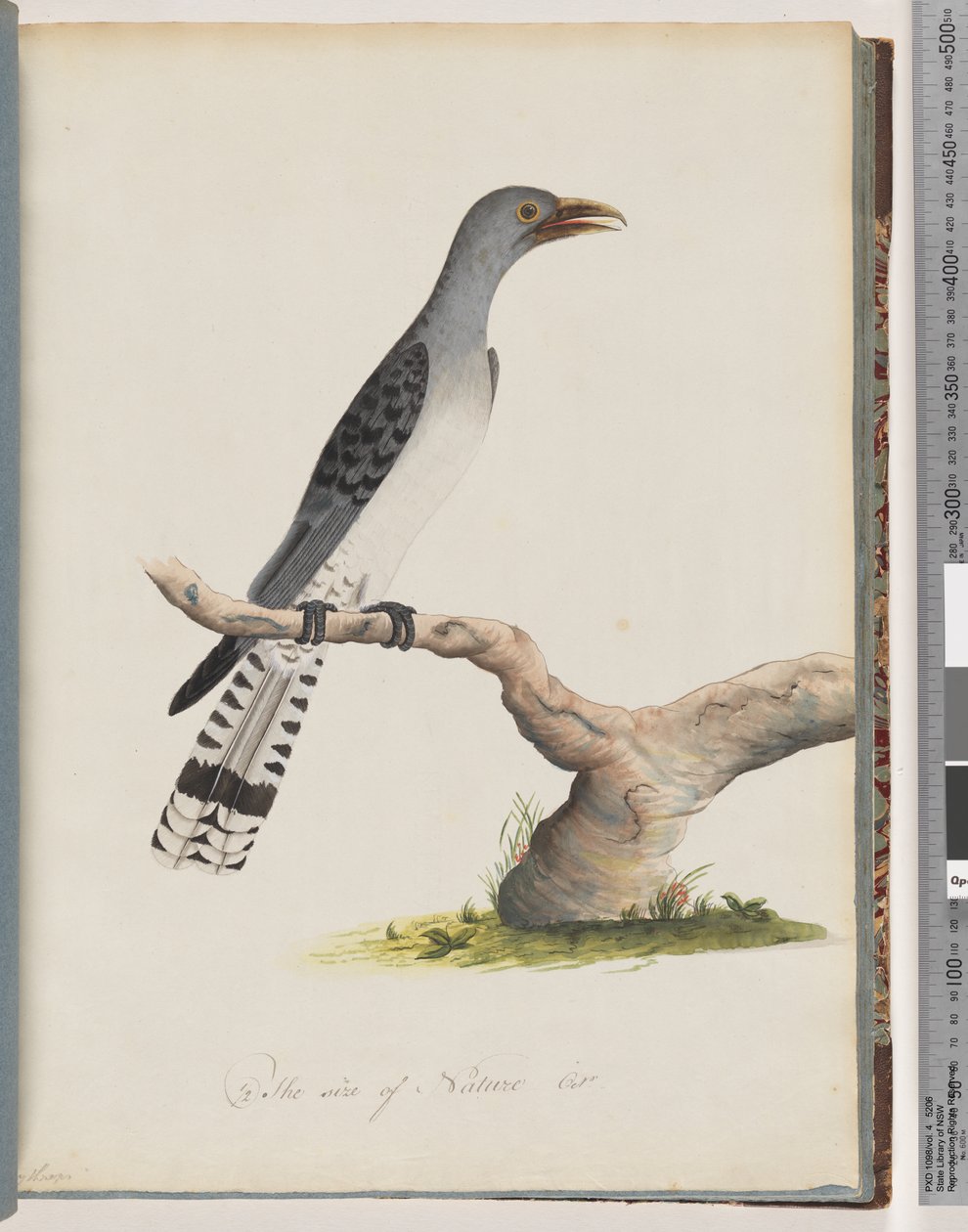 Strana 49. Neidentifikovaný pták. Scythrops od Unknown artist