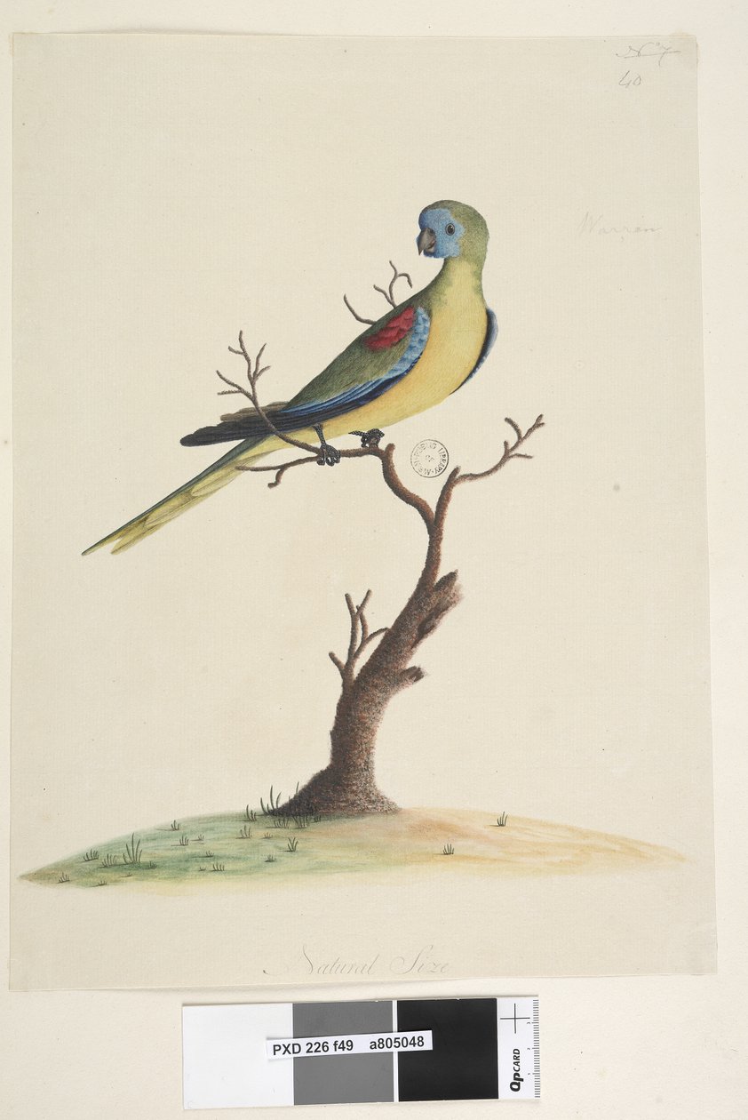 Strana 49. Válka, běh. dole uprostřed v jiné ruce Přirozená velikost. Tyrkysový papoušek Neophema pulchella, samec, 1791-92 od Unknown artist