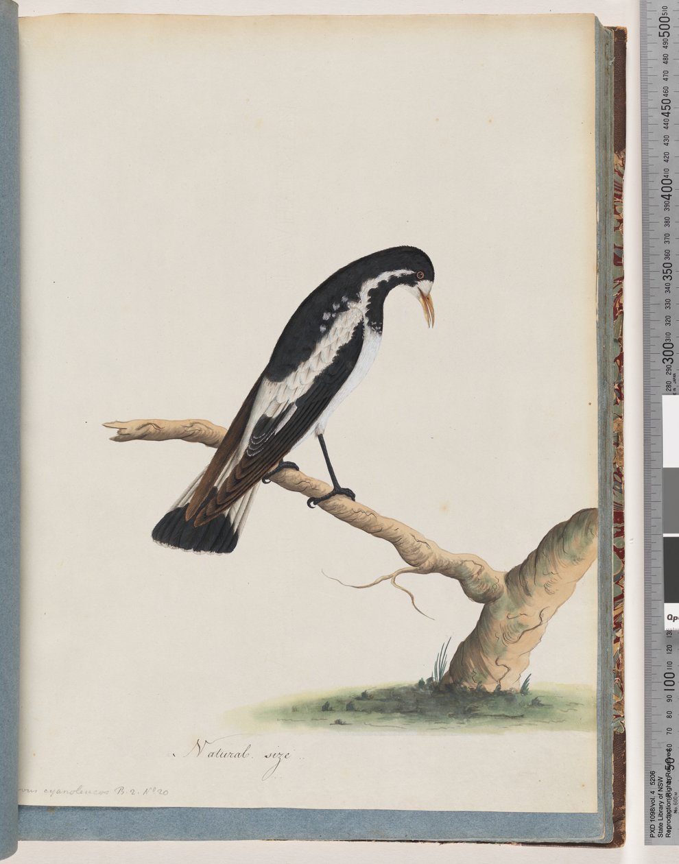 Strana 50. Straka-skřivan. Corvus cyanoleucos od Unknown artist