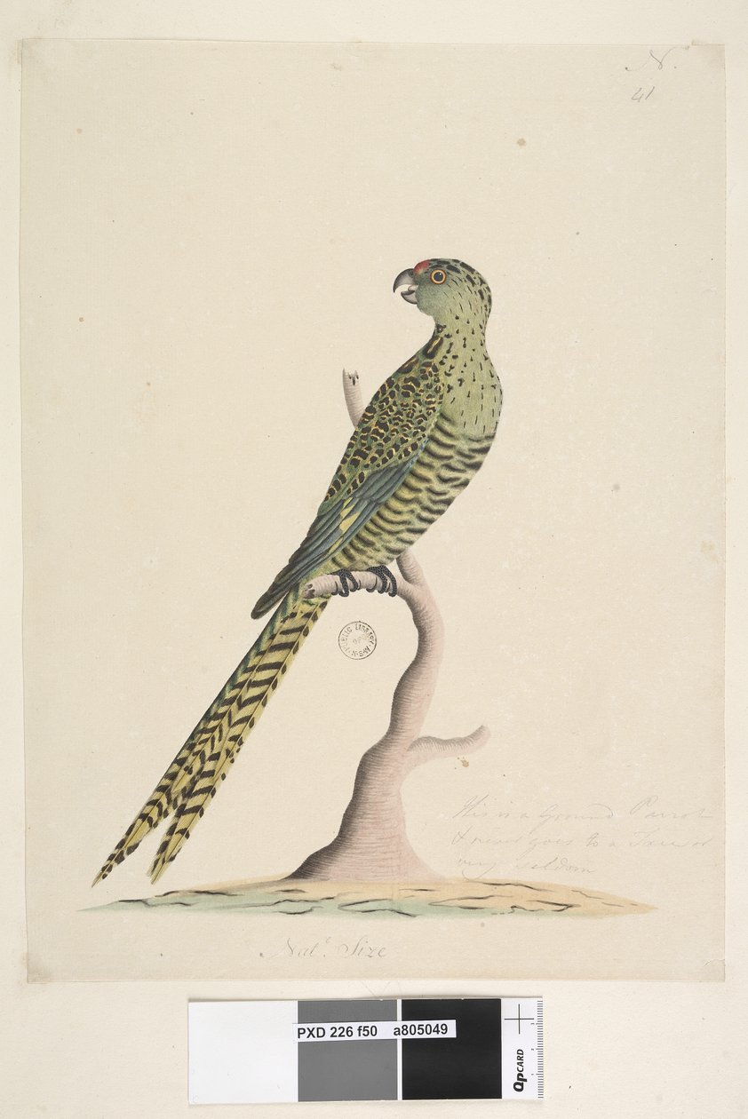 Strana 50. Toto je pozemní papoušek a nikdy nechodí na strom nebo velmi zřídka. dole uprostřed v jiné ruce Natl. velikost. Papoušek zemní Pezoporus wallicus, 1791-92 od Unknown artist