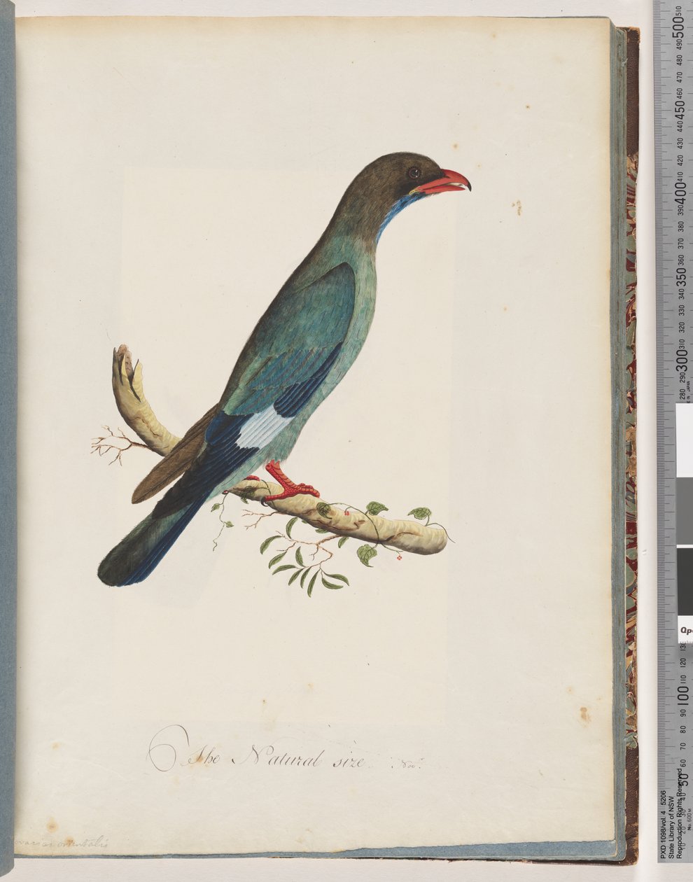 Page 51 Dollarbird. Coracius orientalis od Unknown artist