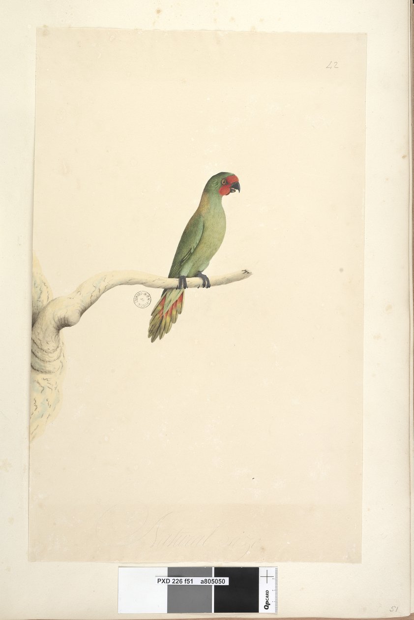 Strana 51. Přirozená velikost Lorikeet Lorikeet Glossopsitta pusilla, 1791-92 od Unknown artist