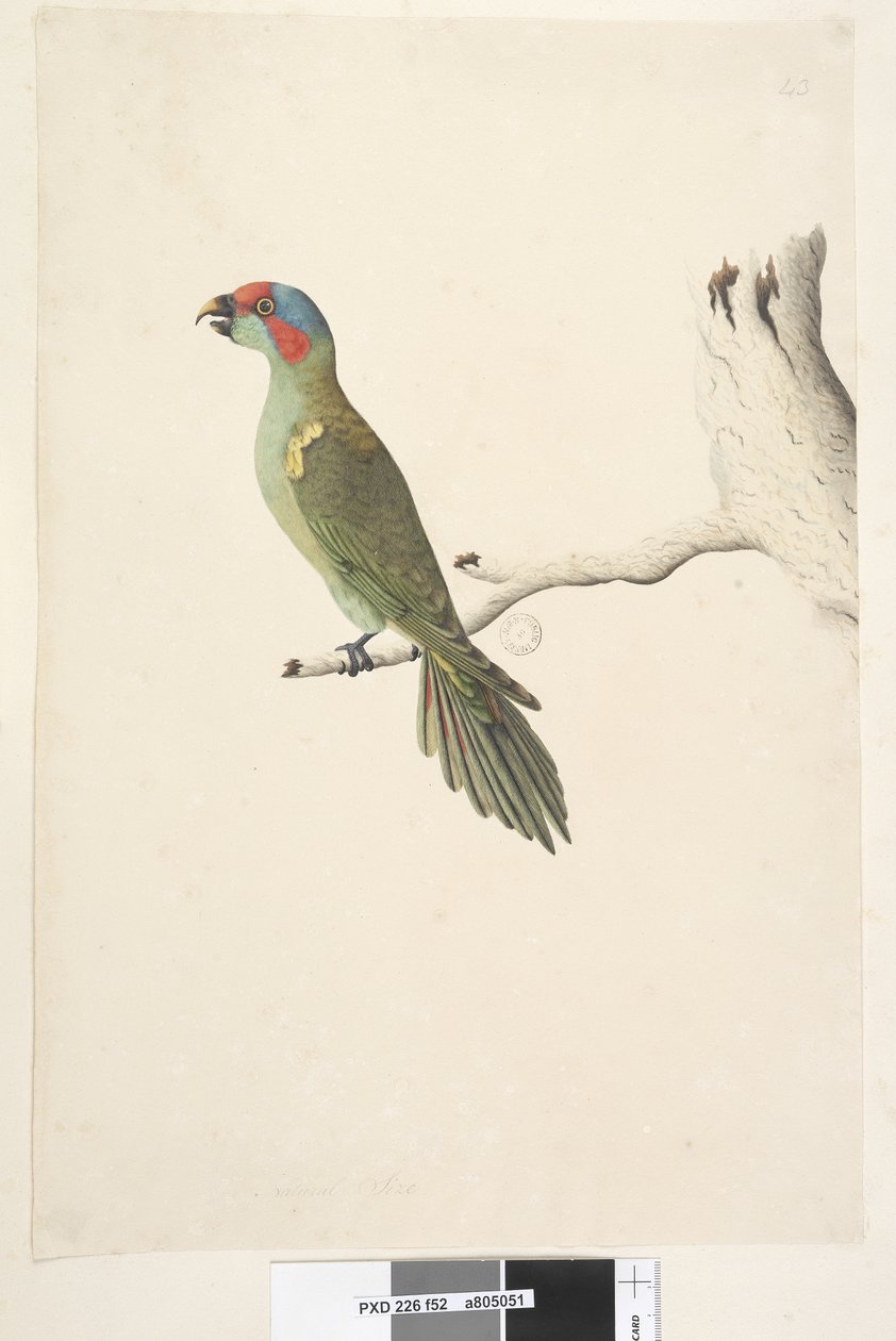 Strana 52. Přirozená velikost Pižmo Lorikeet Glossopsitta concinna, 1791-92 od Unknown artist