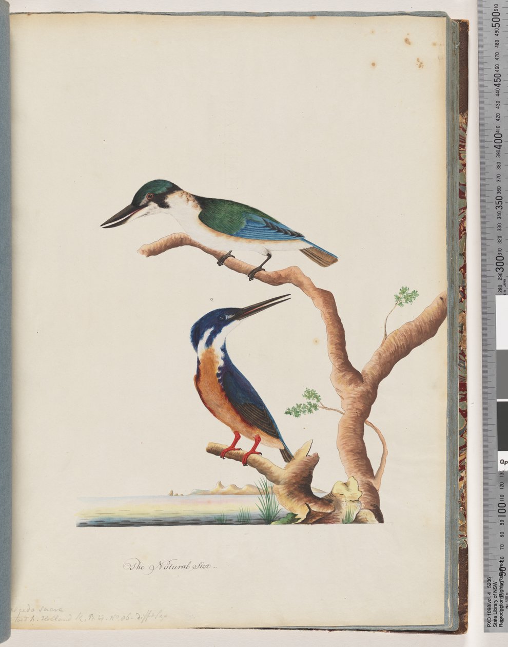 Strana 53. 1. Ledňáček posvátný. Alcedo sacre 2. Ledňáček azurový. 2, 3 toed N. Holland Ledňáček říční od Unknown artist