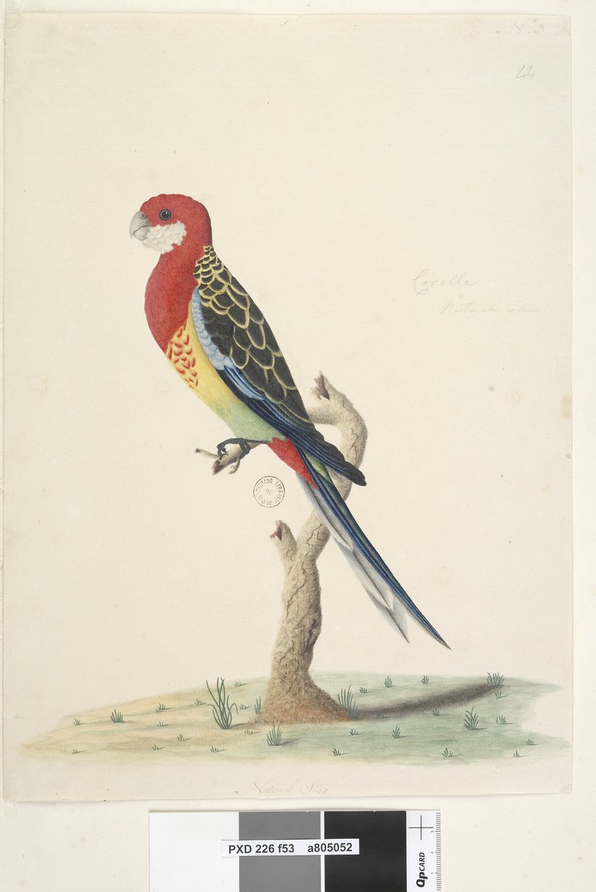Strana 53. Corella. Přirozená velikost Eastern Rosella Platycercus eximius, 1791-92 od Unknown artist