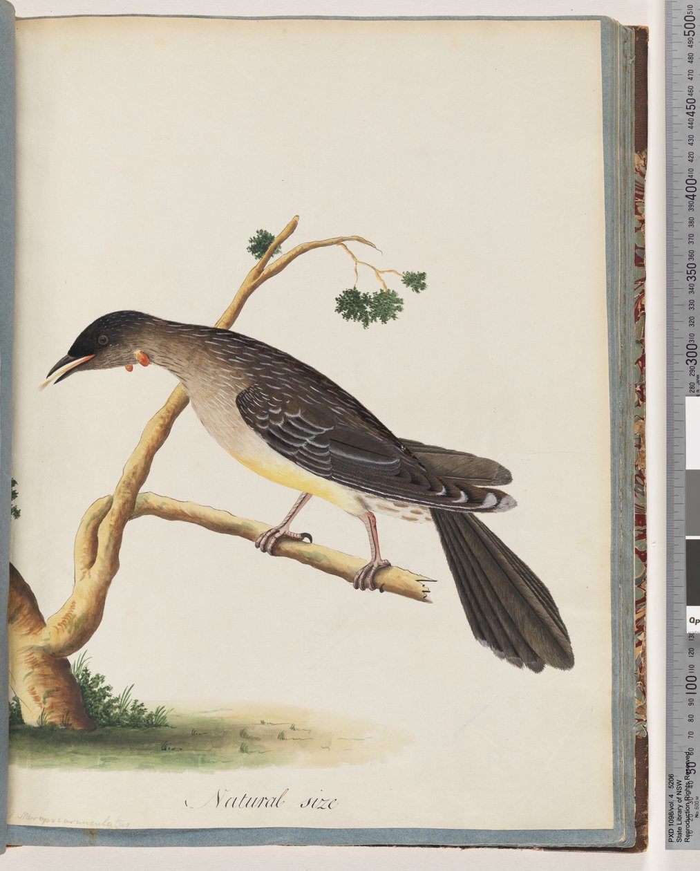 Strana 55. Wattlebird červený. Merops carunculatus od Unknown artist
