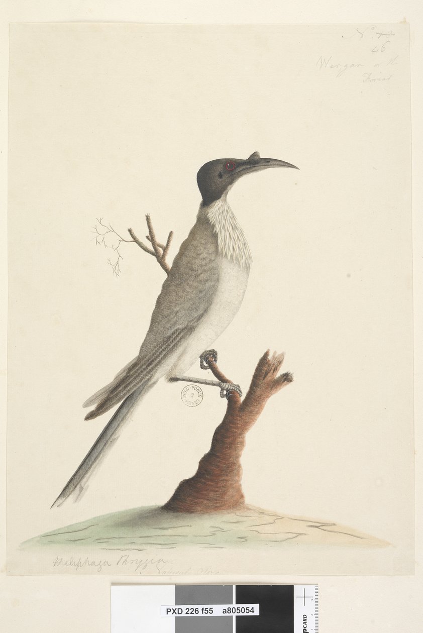 Strana 55. Wer, gan nebo mnich. vlevo dole v jiné ruce Meliphaga Phrygia. dole uprostřed ve třetí ruce Přirozená velikost Noisy Friarbird Philemon corniculatus, 1791-92 od Unknown artist