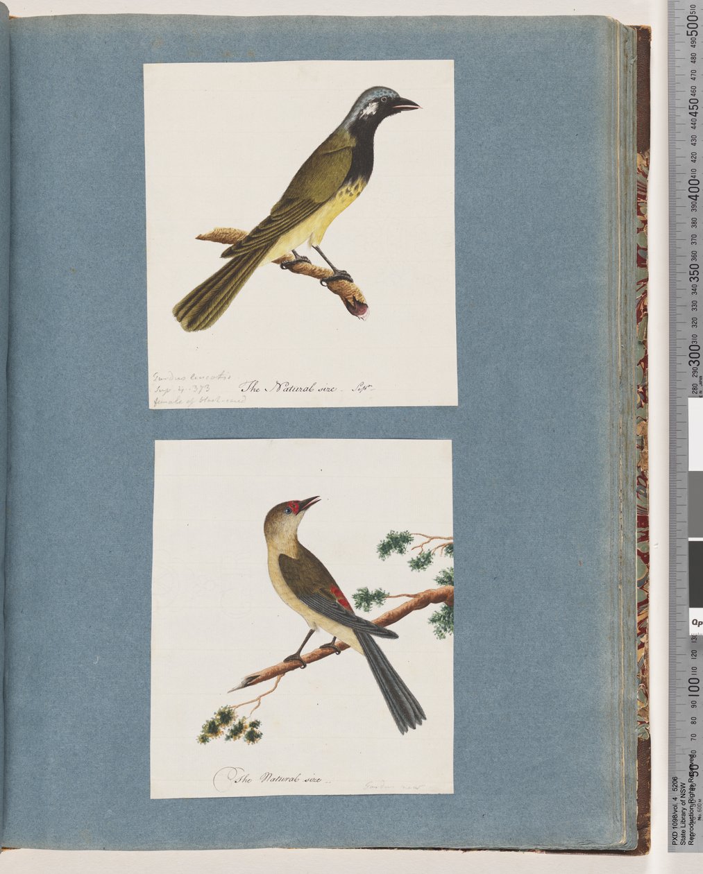 Strana 56. Neidentifikovaný pták. Turdus leucotis. 57. Finch červenoobočí. Turdus nový od Unknown artist