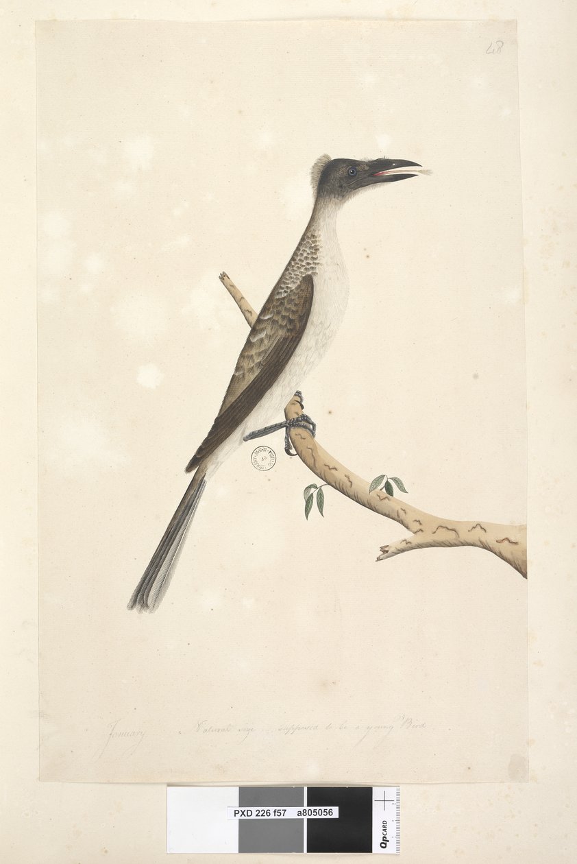 Strana 57. Leden. Přirozená velikost, předpokládá se, že jde o mládě Noisy Friarbird Philemon corniculatus, 1791-92 od Unknown artist