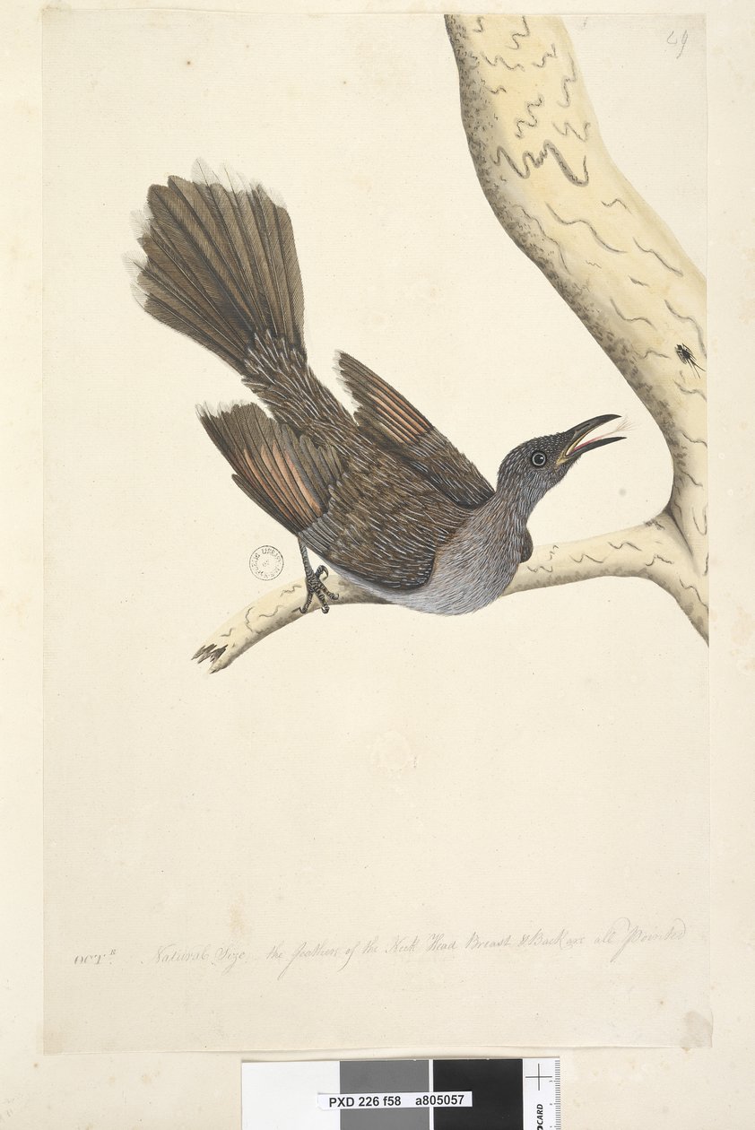 Strana 58. Oktr. Přirozená velikost, peří na krku, na hlavě, na hrudi a na zádech jsou špičaté kartáčové proutí, Bird Anthochaera chrysoptera, 1791-92 od Unknown artist