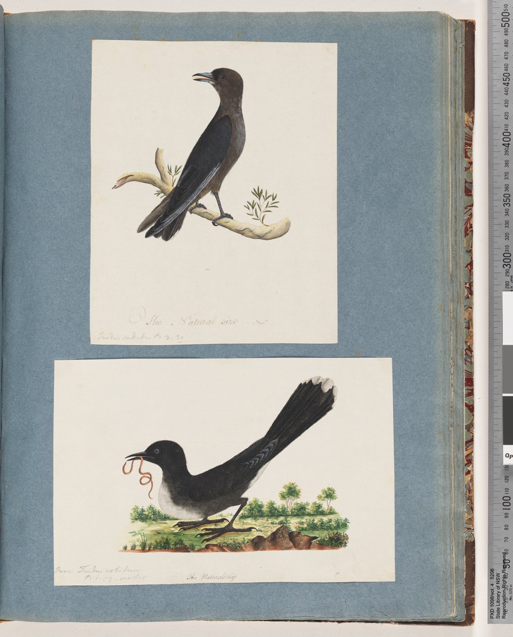Strana 58. Neidentifikovaný pták. Turdus. 59. Neznámý pták. Turdus od Unknown artist