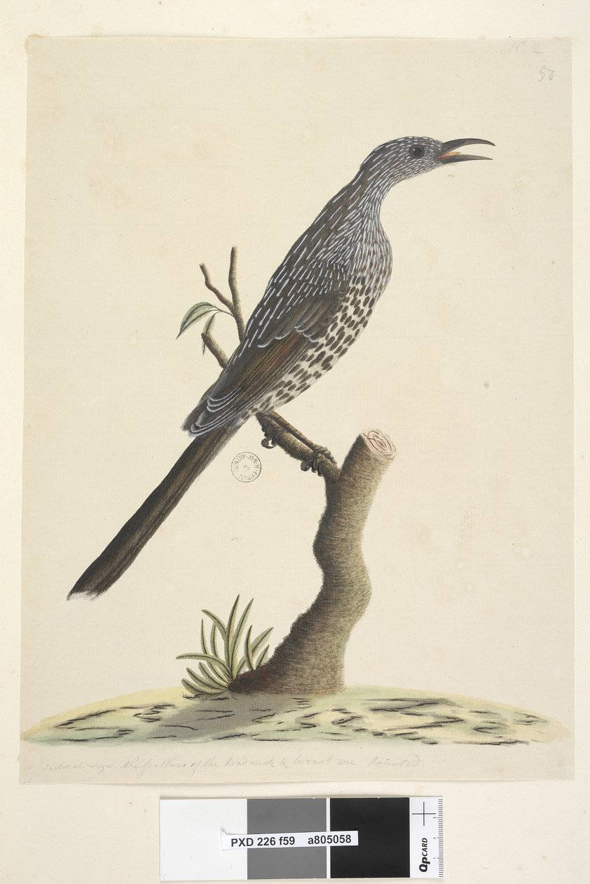 Strana 59. Přirozená velikost, peří na hlavě, krk a prsa jsou špičaté Brush Wattle, Bird Anthochaera chrysoptera, 1791-92 od Unknown artist