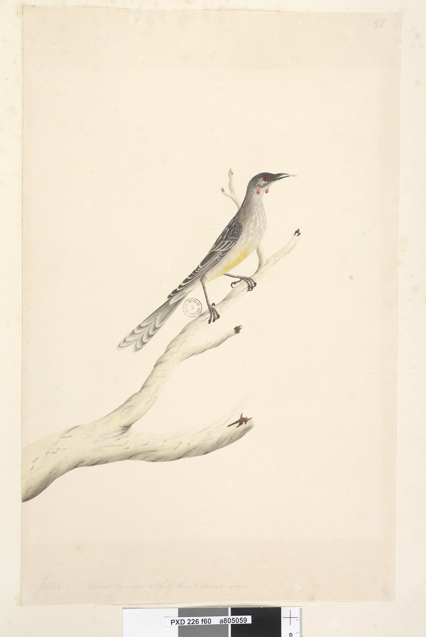 Strana 60. června. Zmenšeno v měřítku na polovinu přirozené velikosti Red Wattle, Bird Anthochaera carunculata, 1791-92 od Unknown artist