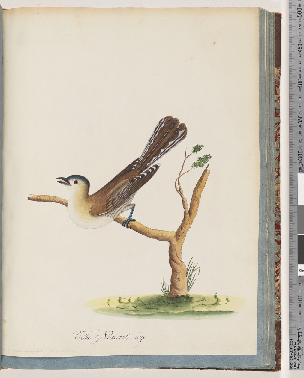 Strana 60. Neidentifikovaný pták. Turdus cyanocephalus. Drozd modrohlavý od Unknown artist
