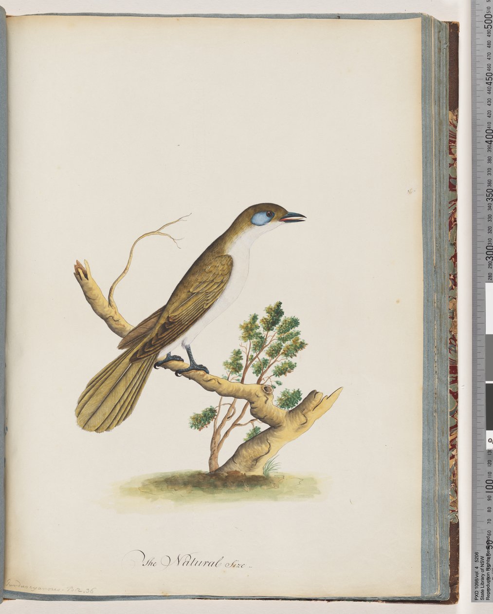 Strana 61. Medojed modrolící. Turdus cyanoris. Drozd modrolící od Unknown artist