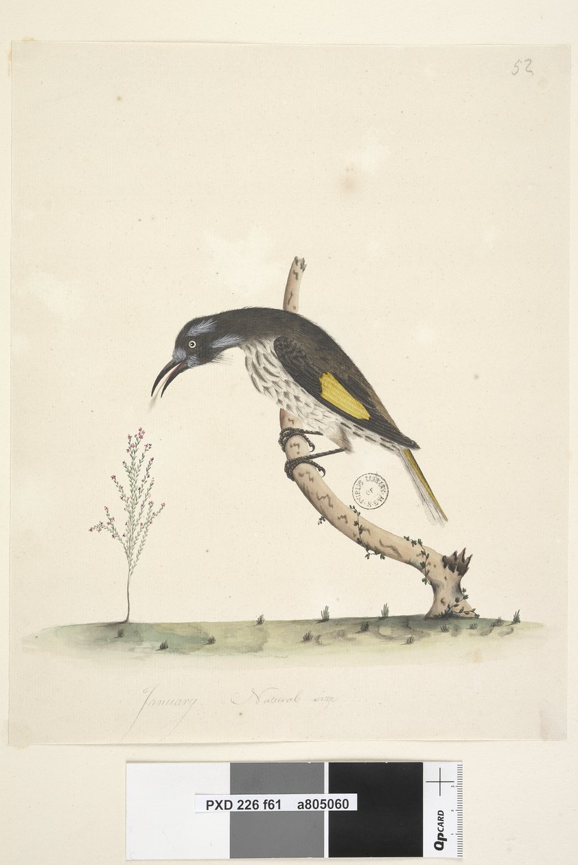 Strana 61 Přírodní velikost Žlutý okřídlený medojed New Holland, 1791-92 od Unknown artist