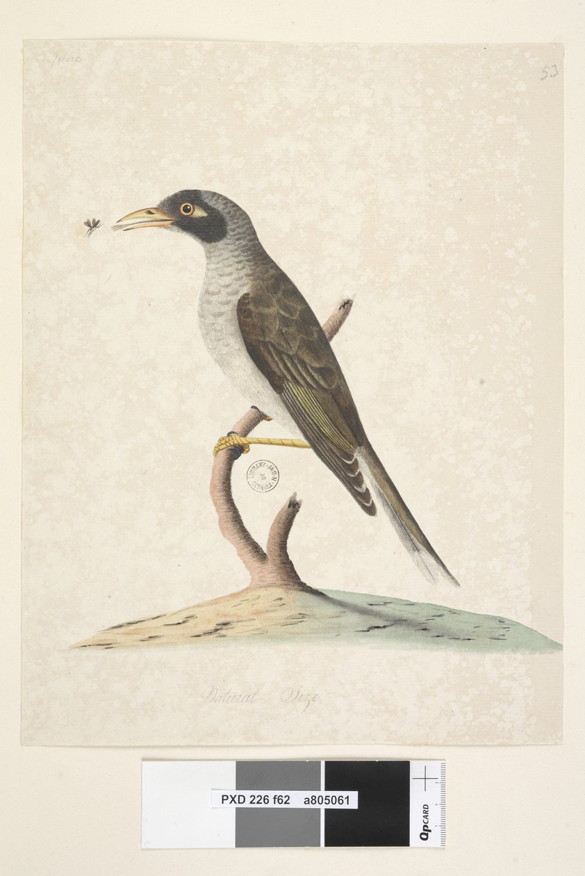 Strana 62. června. Přirozená velikost Noisy Miner Myzantha melanocephala, 1791-92 od Unknown artist