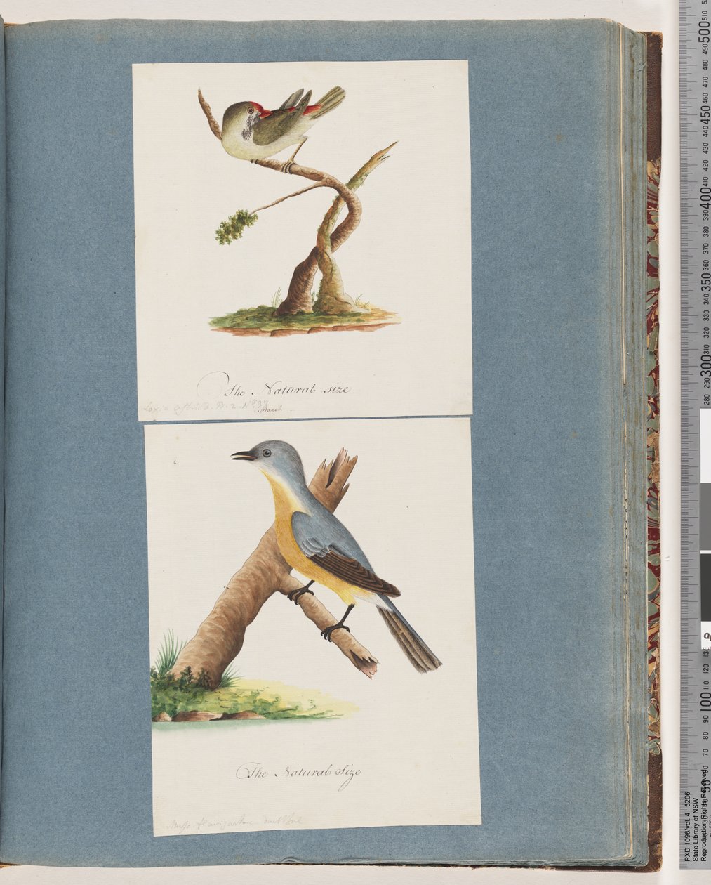 Strana 62. Finch červenoobočí. Loxia astrild. 63. Neznámý pták. Muscicapa flavigastra od Unknown artist