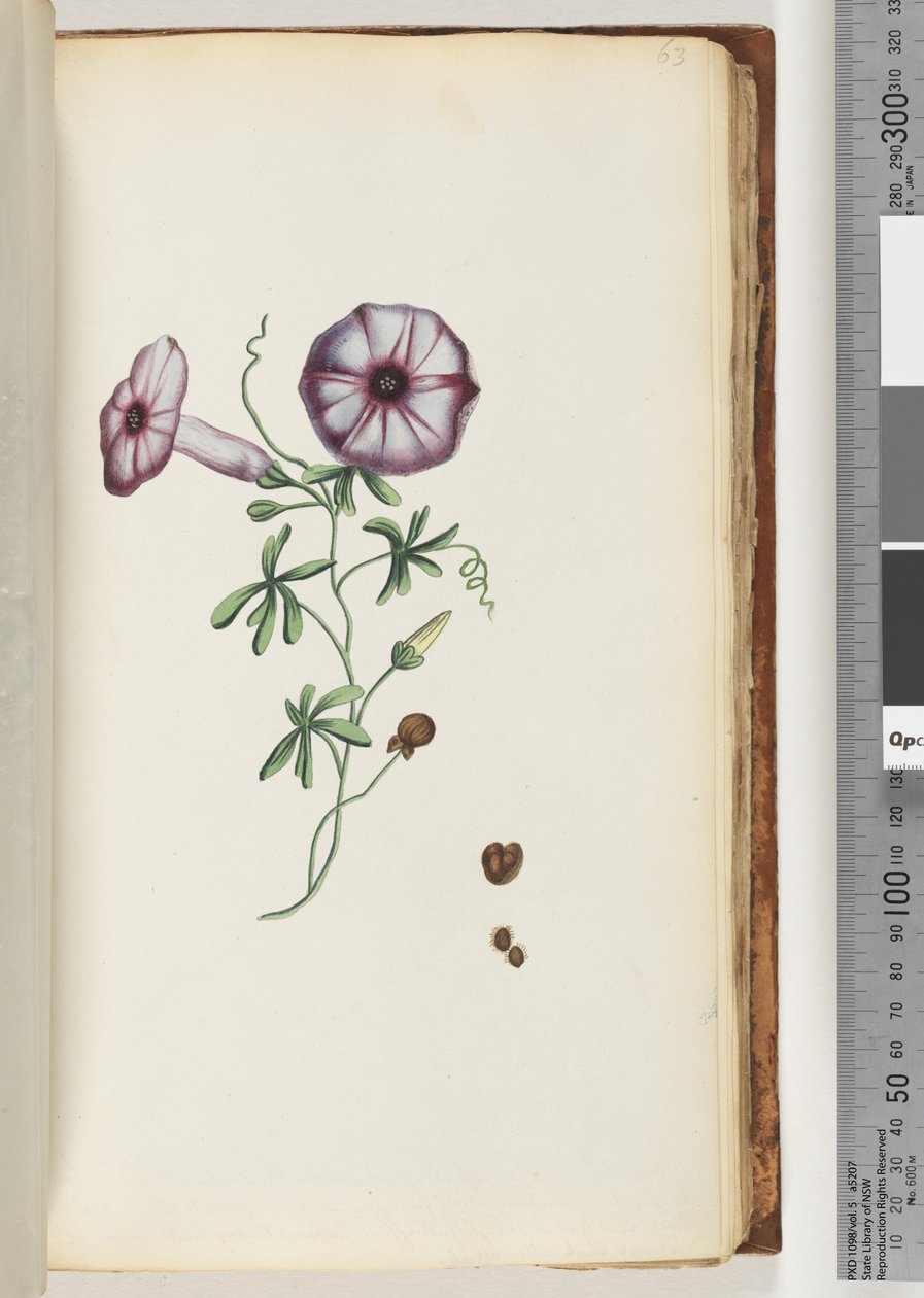 Strana 63. Convolvulus od Unknown artist