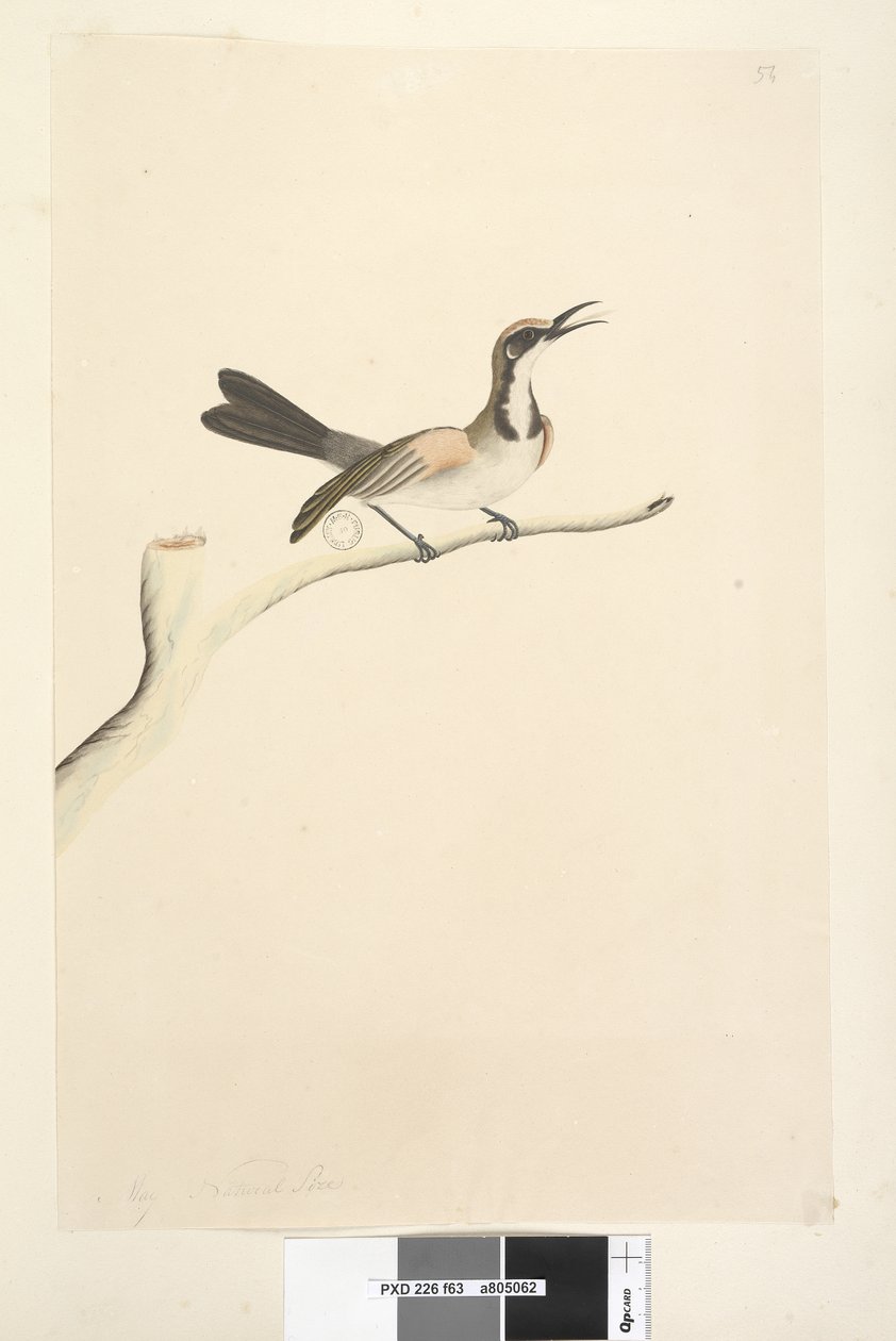 Strana 63. Květen. Přirozená velikost Tawny Crowned Honeyeater Phylidonyris melanops, 1791-92 od Unknown artist