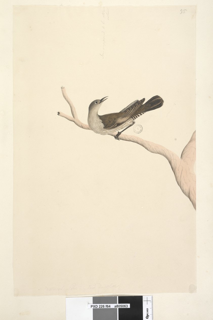 Strana 64. Přirozená velikost. Iris pochybuje. Iris má mít barvu slámy Brown Tree, Creeper Climacteris picumnus, 1791-92 od Unknown artist