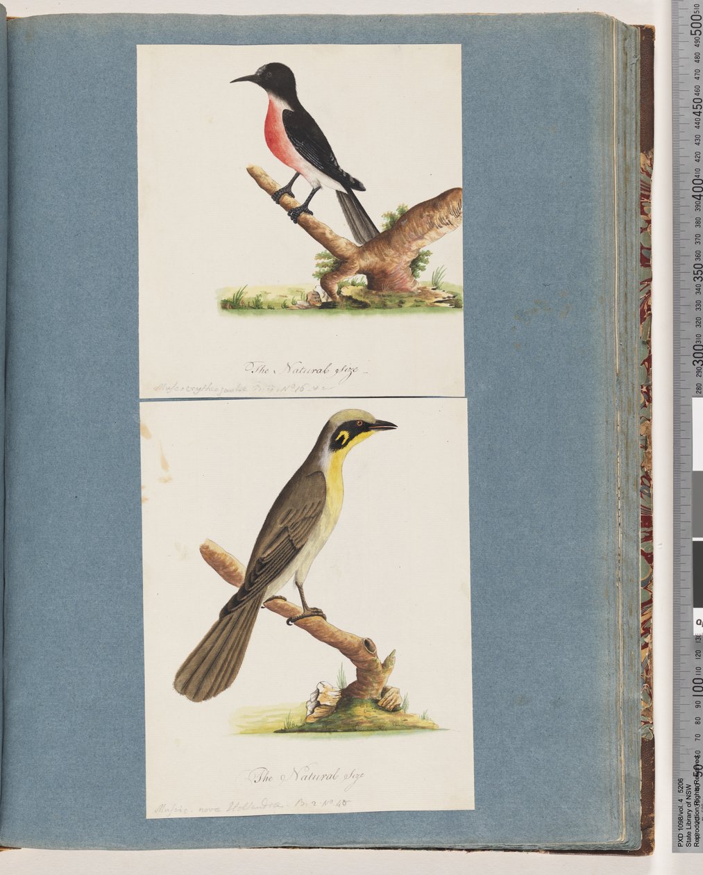 Strana 64. Scarlet Robin. Moucha crythrogastra. 65. Medojed žlutomasý. Muscicapa Nova Hollandiae od Unknown artist