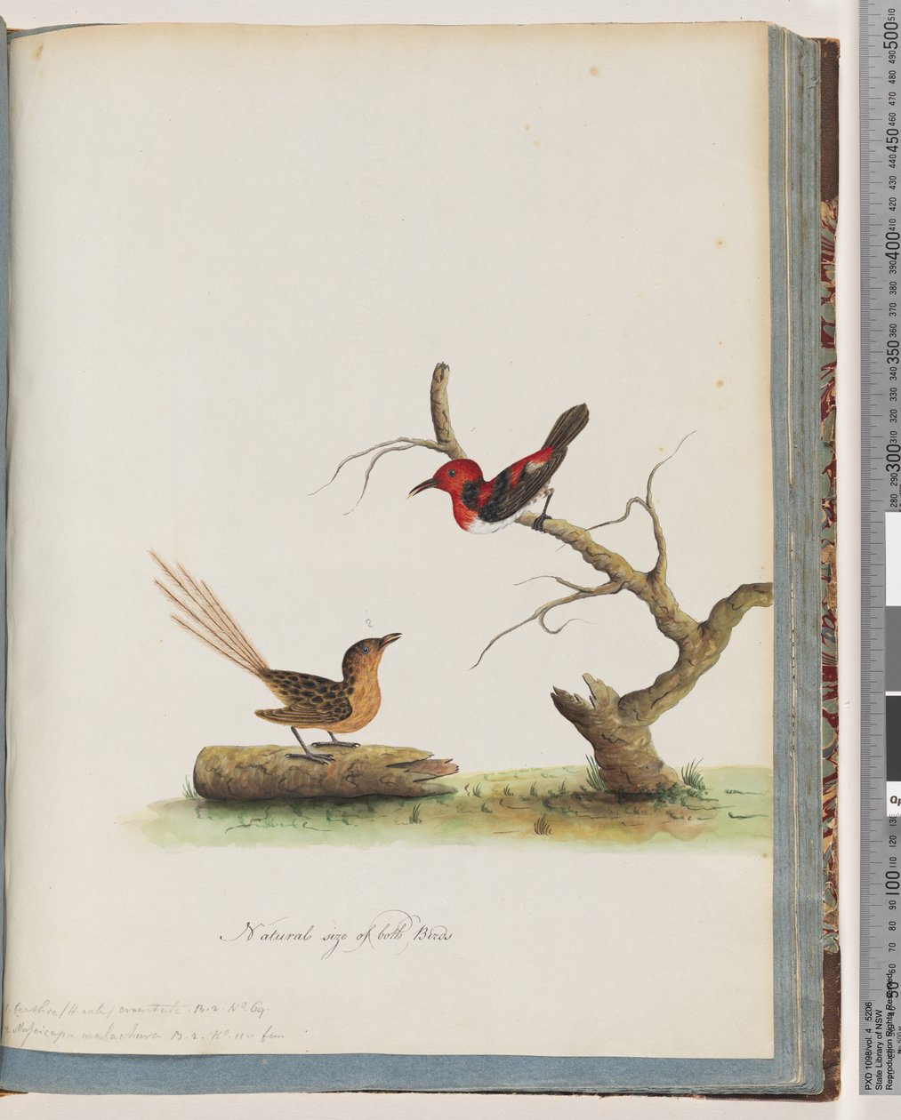 Strana 66. 1. Medojed šarlatový. Certhia/Medojed/orientale. 2. Neidentifikovaný pták. Muscicapa malachura od Unknown artist
