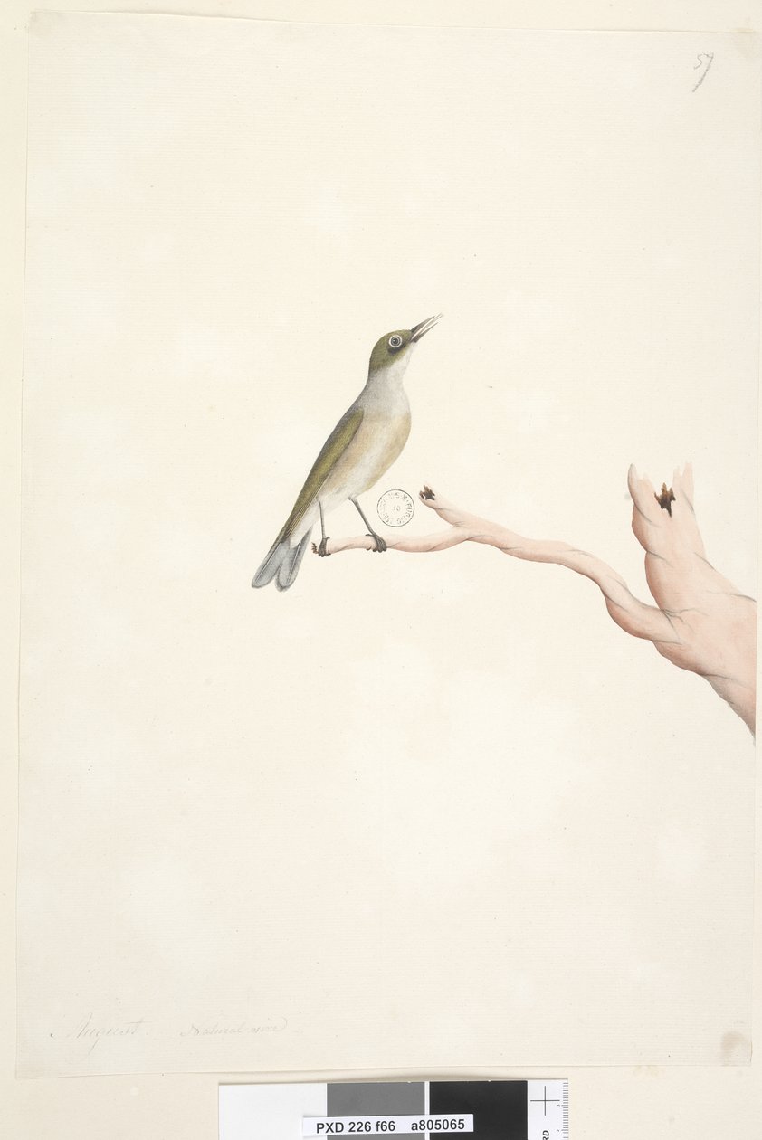 Strana 66. srpna. Přirozená velikost Šedá, stříbrnooká Zosterops lateralis, 1791-92 od Unknown artist