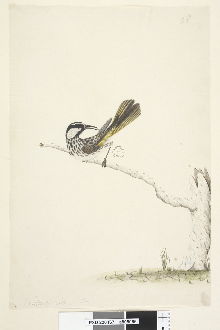 Strana 67. Přirozená velikost,  červnová bílá, medojed líčka Phylidonyris nigra, 1791-92 od Unknown artist