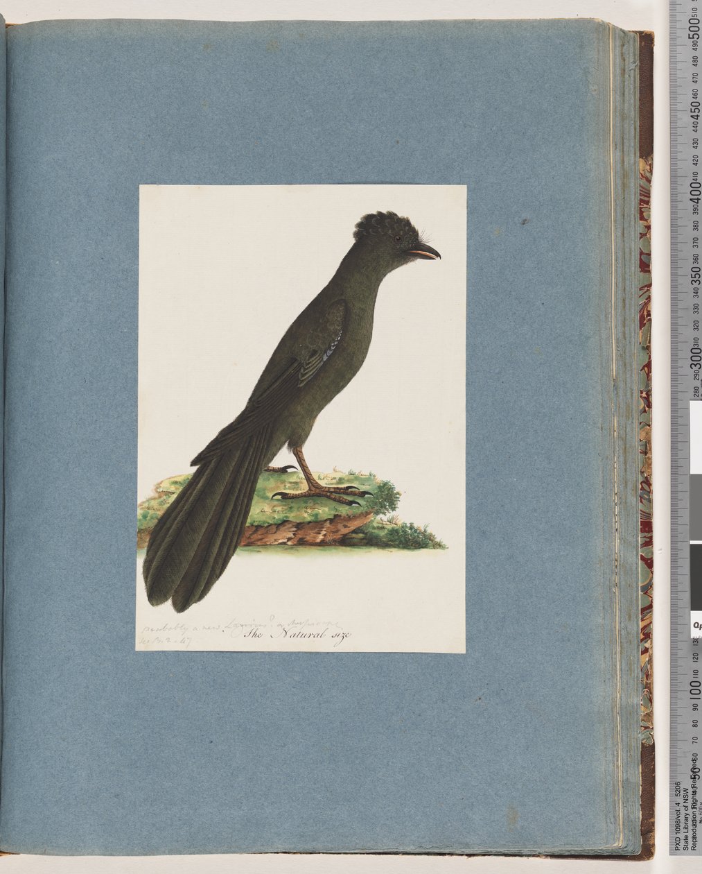 Strana 67. Neznámý pták. Možná nový Lanius nebo Muscicapa od Unknown artist