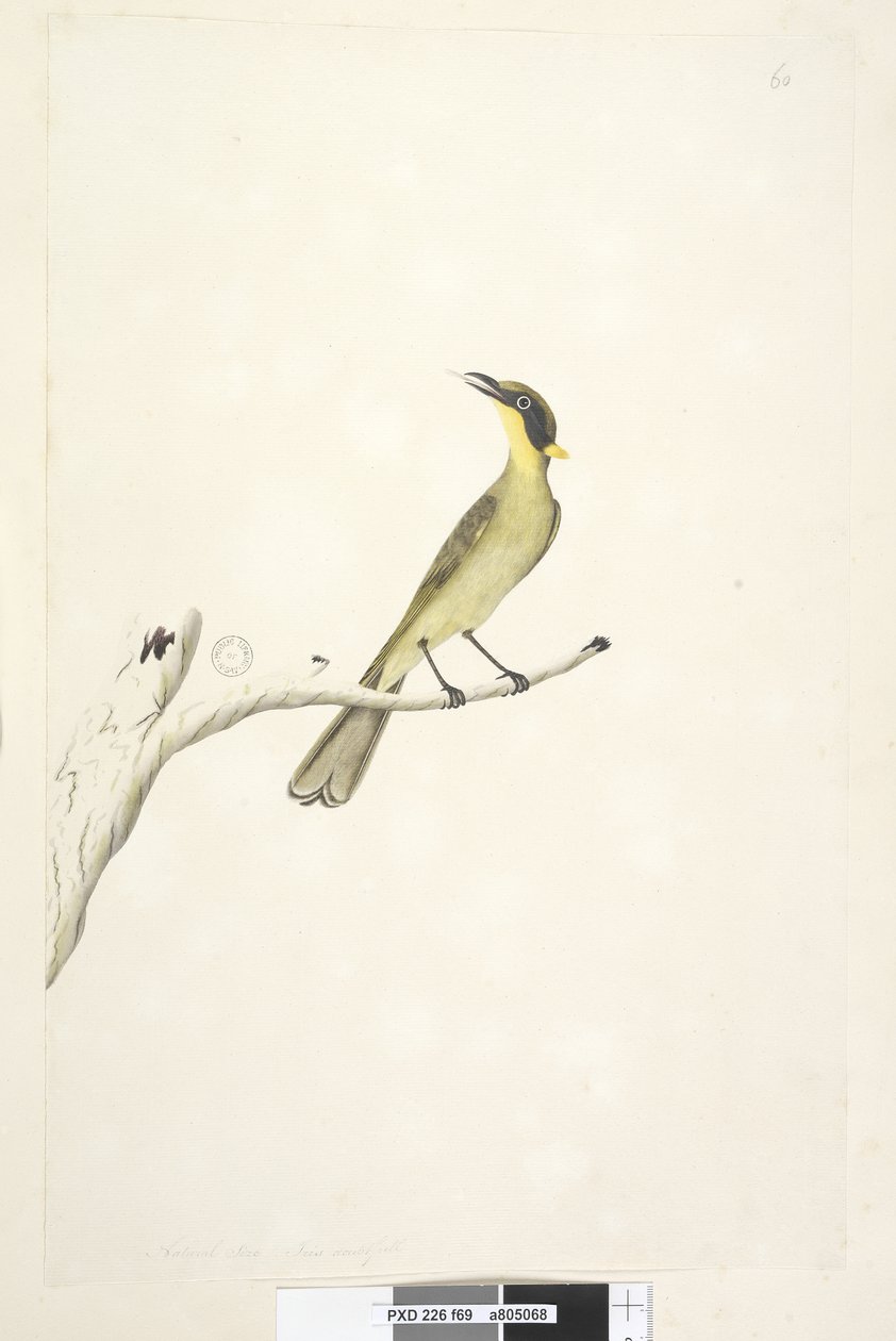 Strana 69. Přirozená velikost. Iris pochybný žlutý, medojed trsnatý Lichenostomus melanops, 1791-92 od Unknown artist