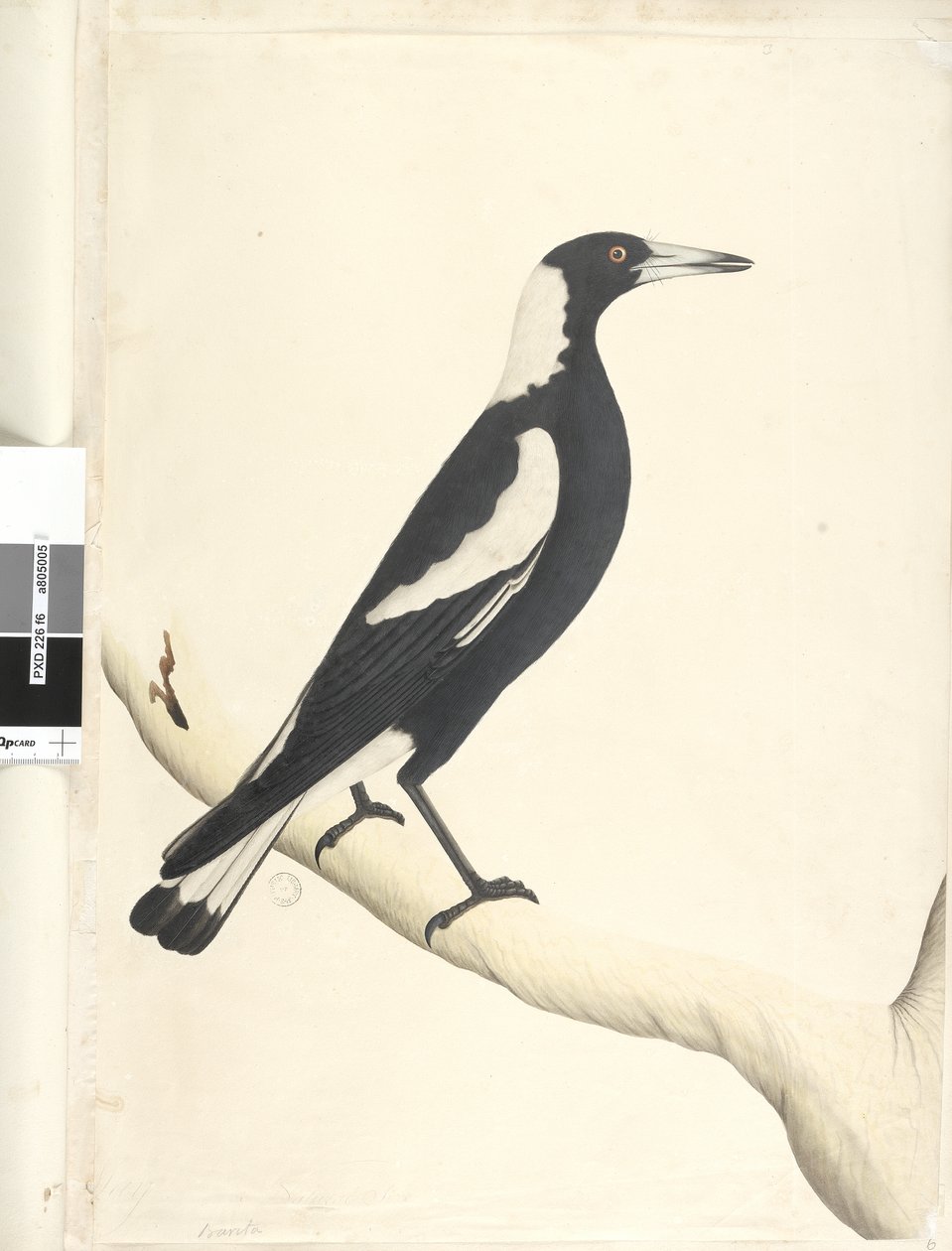 Strana 6. Barita. výše uvedený titul v jiné ruce květen. Přírodní velikost Black, Backed Magpie Gymnorhina tibicen, 1791-92 od Unknown artist