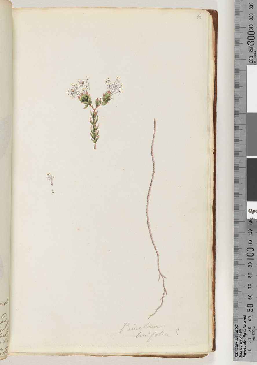 Strana 6. Pimeloea linfolia od Unknown artist