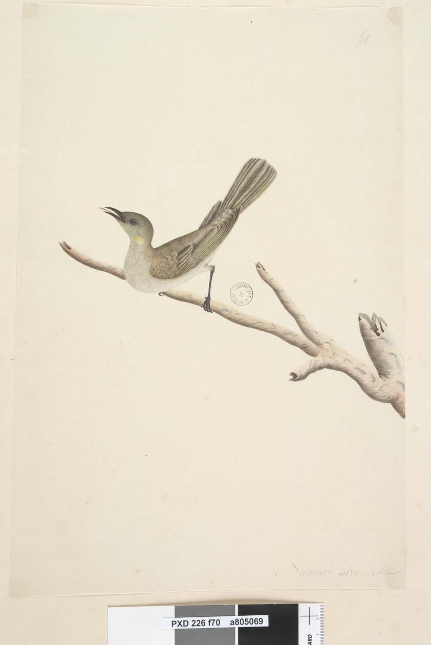 Strana 70. Přirozená velikost. srpnový medojed fuškový Lichenostomus fuscus, 1791-92 od Unknown artist