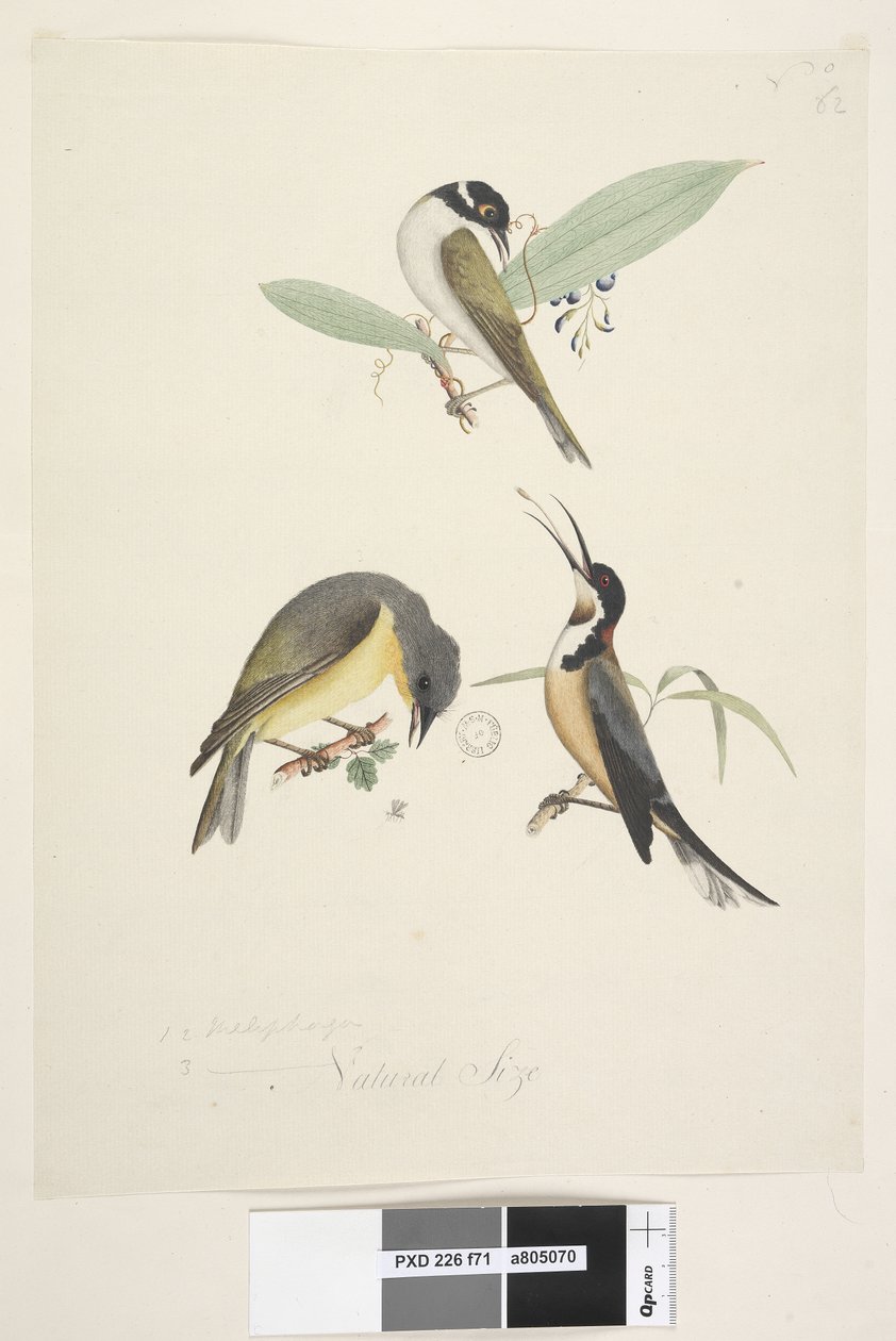 Strana 71. 1, 2. Meliphaga. 3., ? dole uprostřed v jiné ruce Přirozená velikost. Jsou zobrazeni tři ptáci: 1. Bílý, Honeyeater naped od Unknown artist