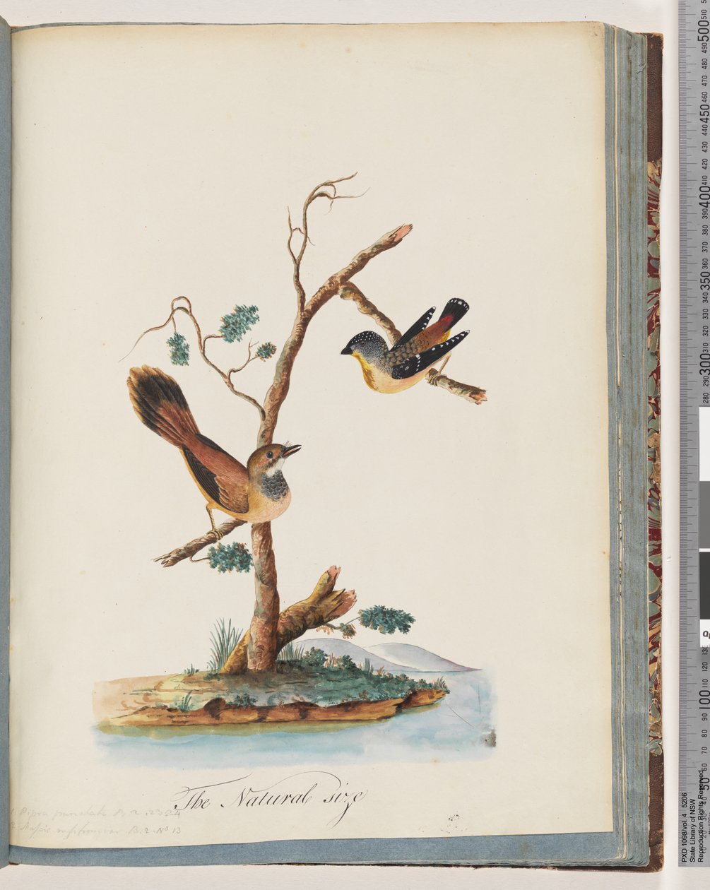 Strana 72. 1. Skvrnitý Pardalote. Pipra punctata 2. Neznámý pták. Muscicapa rufiz od Unknown artist